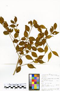 Eugenia uniflora image