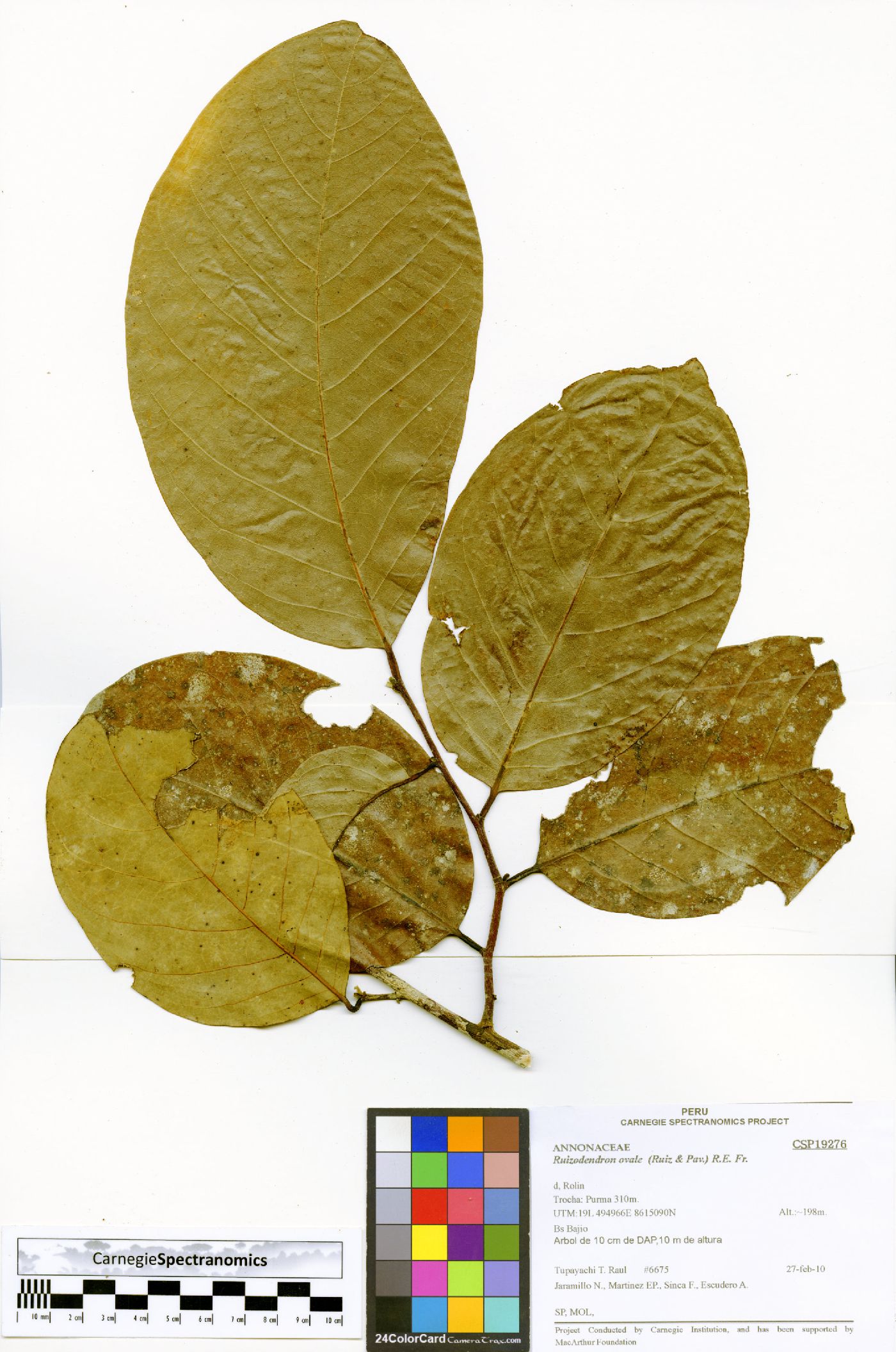 Ruizodendron ovale image