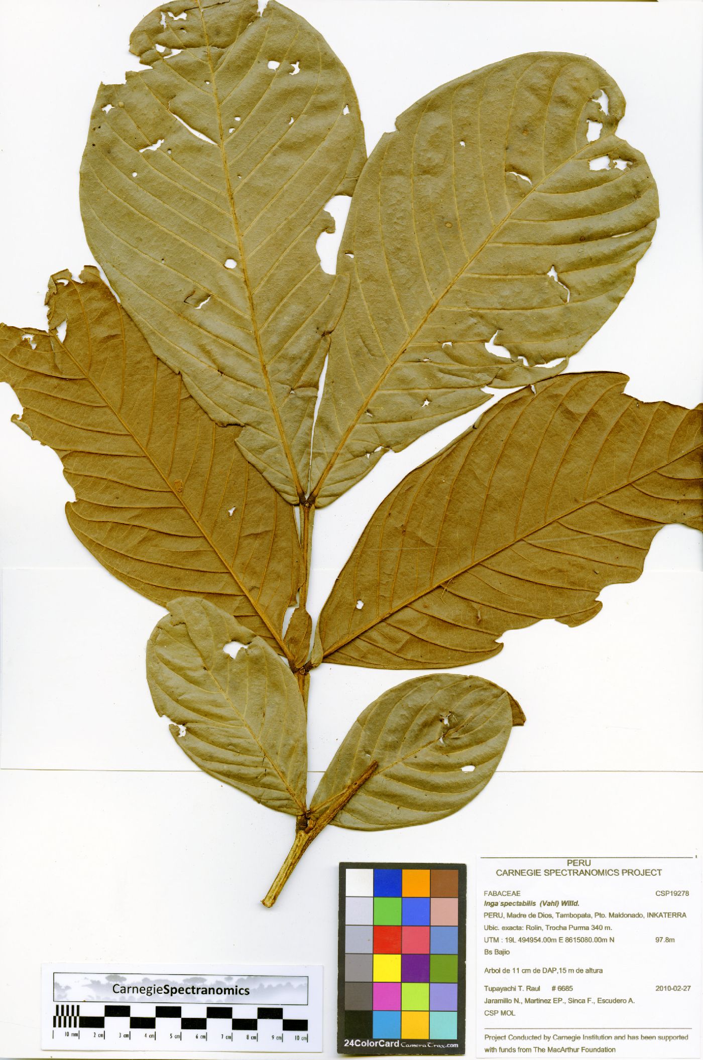 Inga spectabilis image
