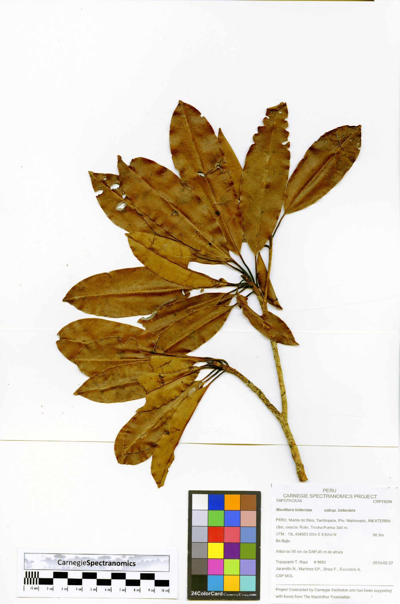 Manilkara bidentata subsp. bidentata image