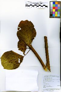 Image of Combretum frangulifolium