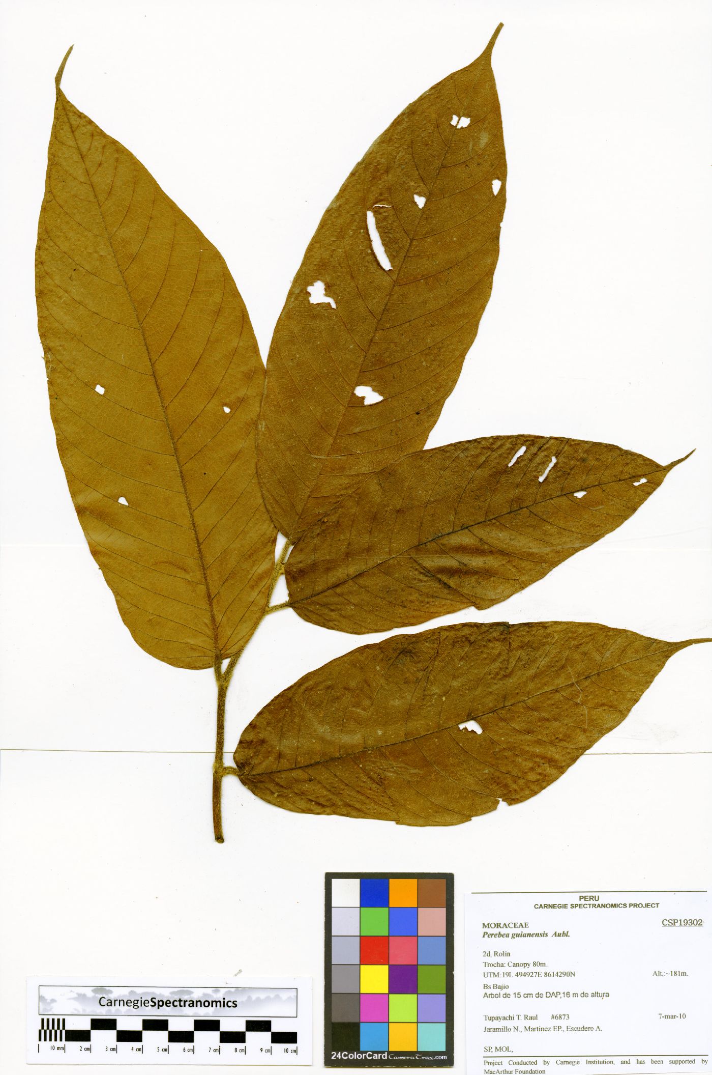 Perebea image