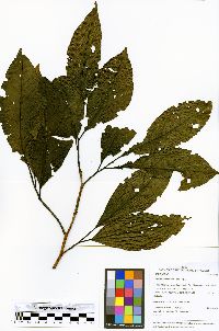 Calatola costaricensis image