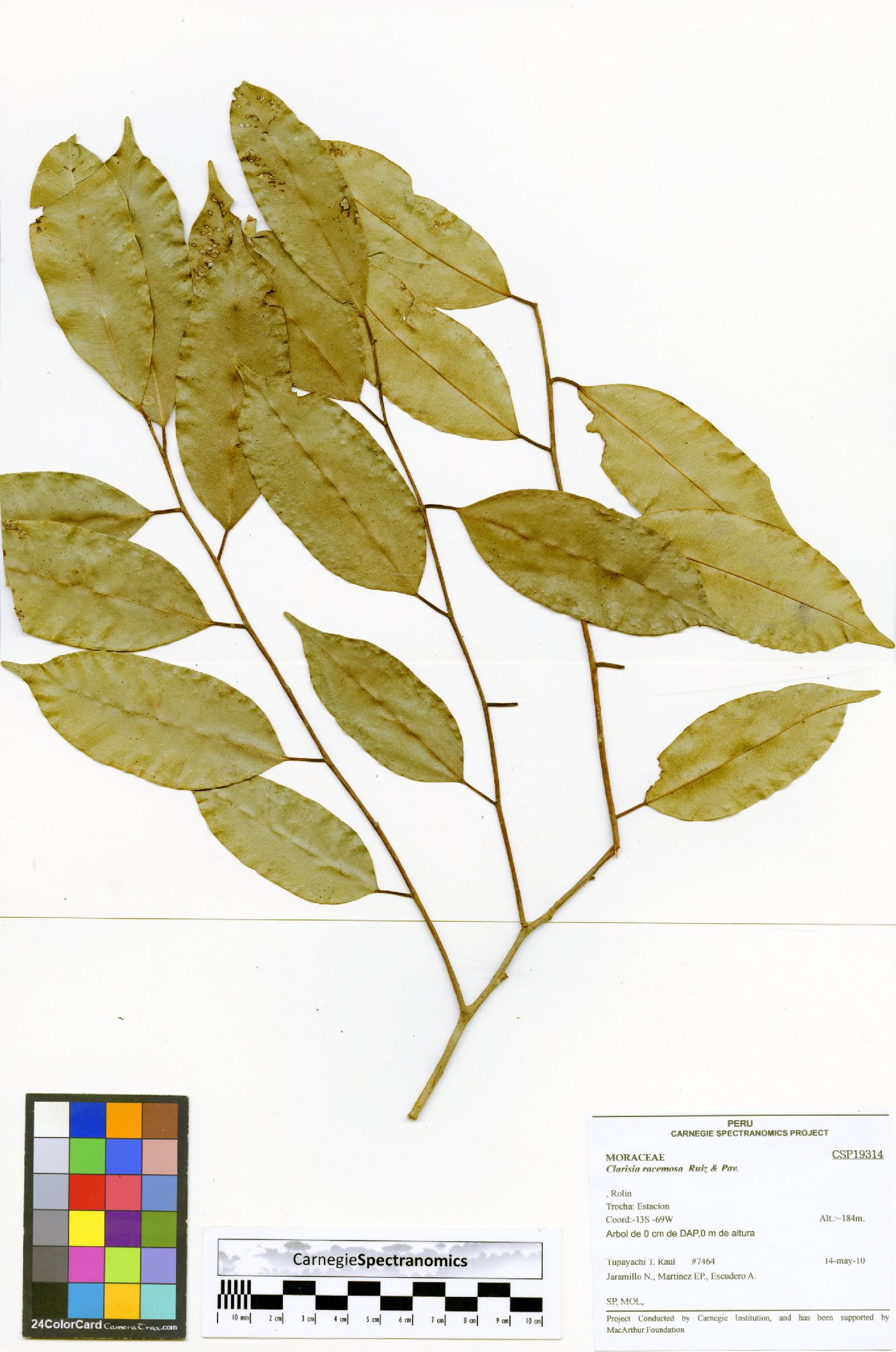 Clarisia racemosa image