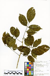 Machaerium latifolium image