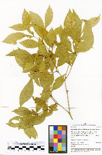 Zygia latifolia image