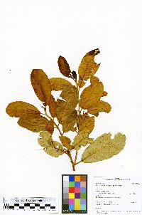 Ficus coerulescens image