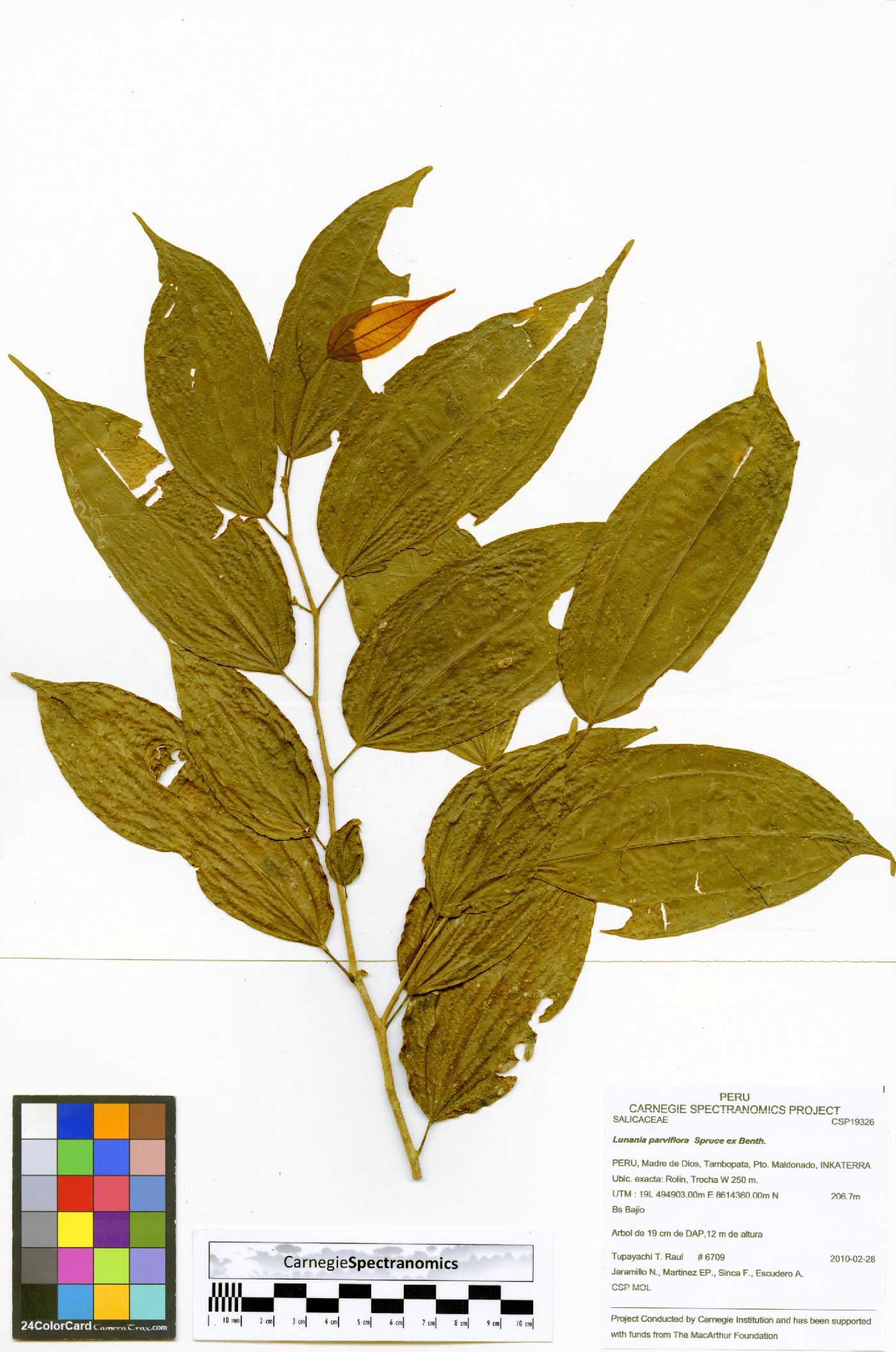 Lunania parviflora image