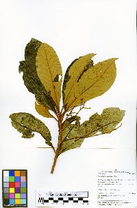 Pleurothyrium cuneifolium image