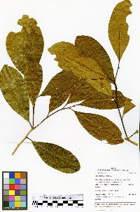 Image of Daphnopsis americana
