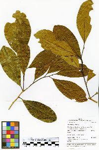 Daphnopsis americana image