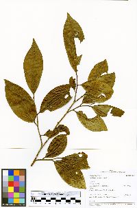 Guatteria juruensis image