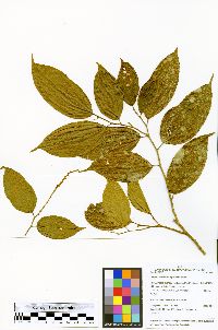 Lunania parviflora image