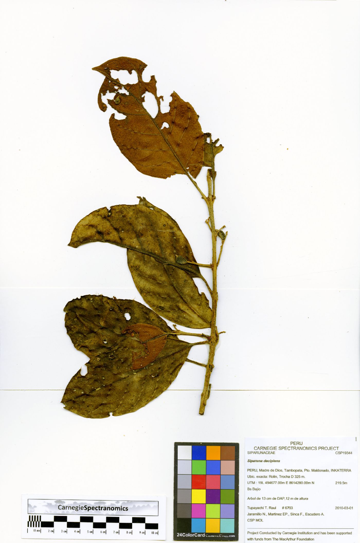 Siparuna decipiens image