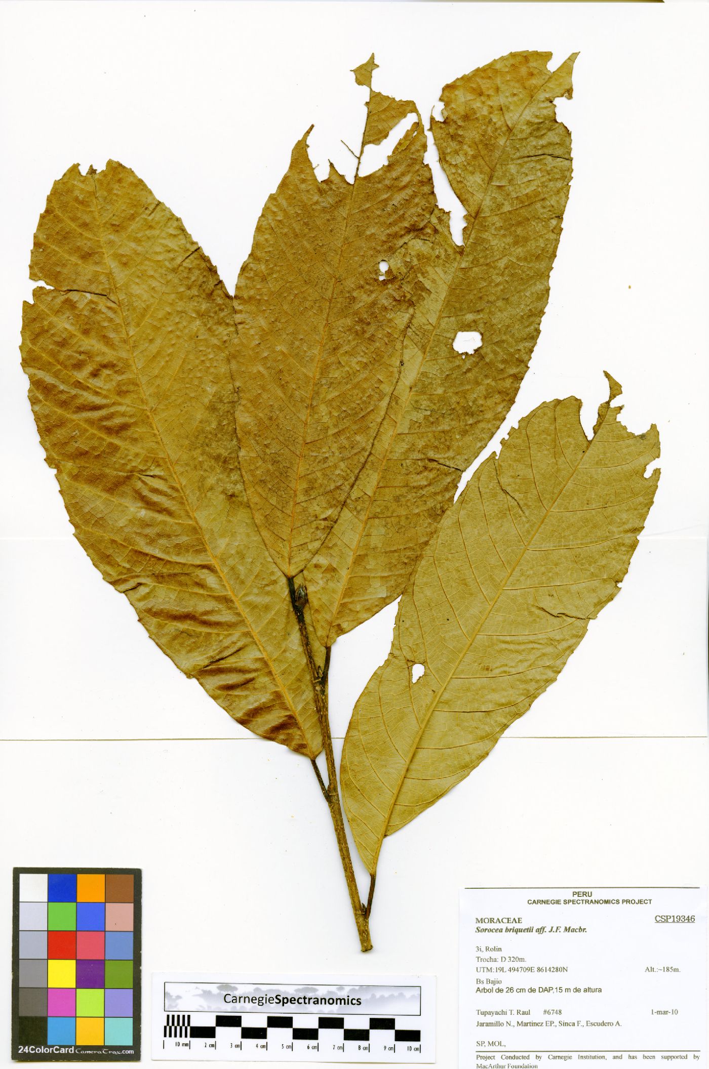 Sorocea briquetii image