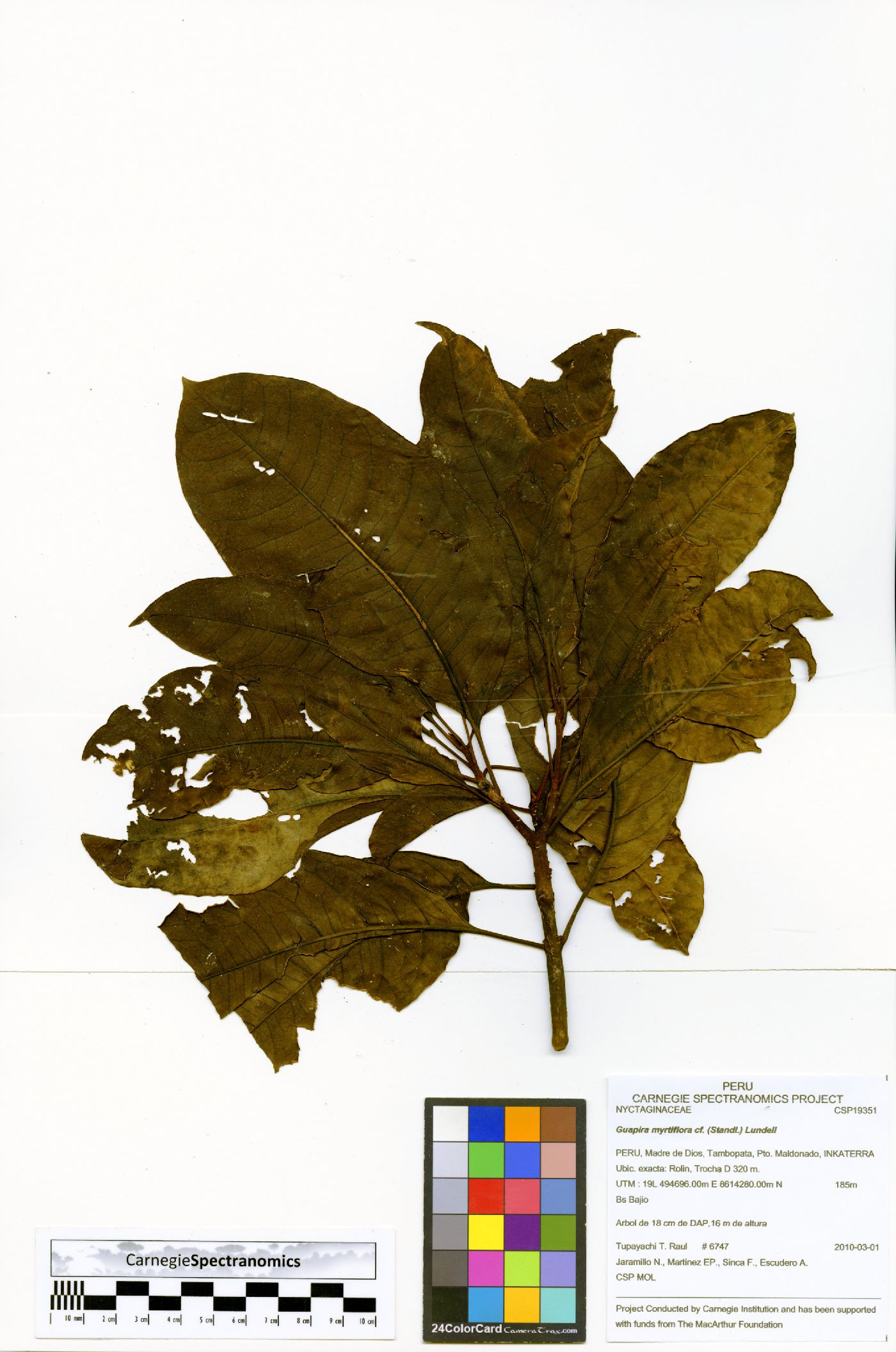 Guapira myrtiflora image