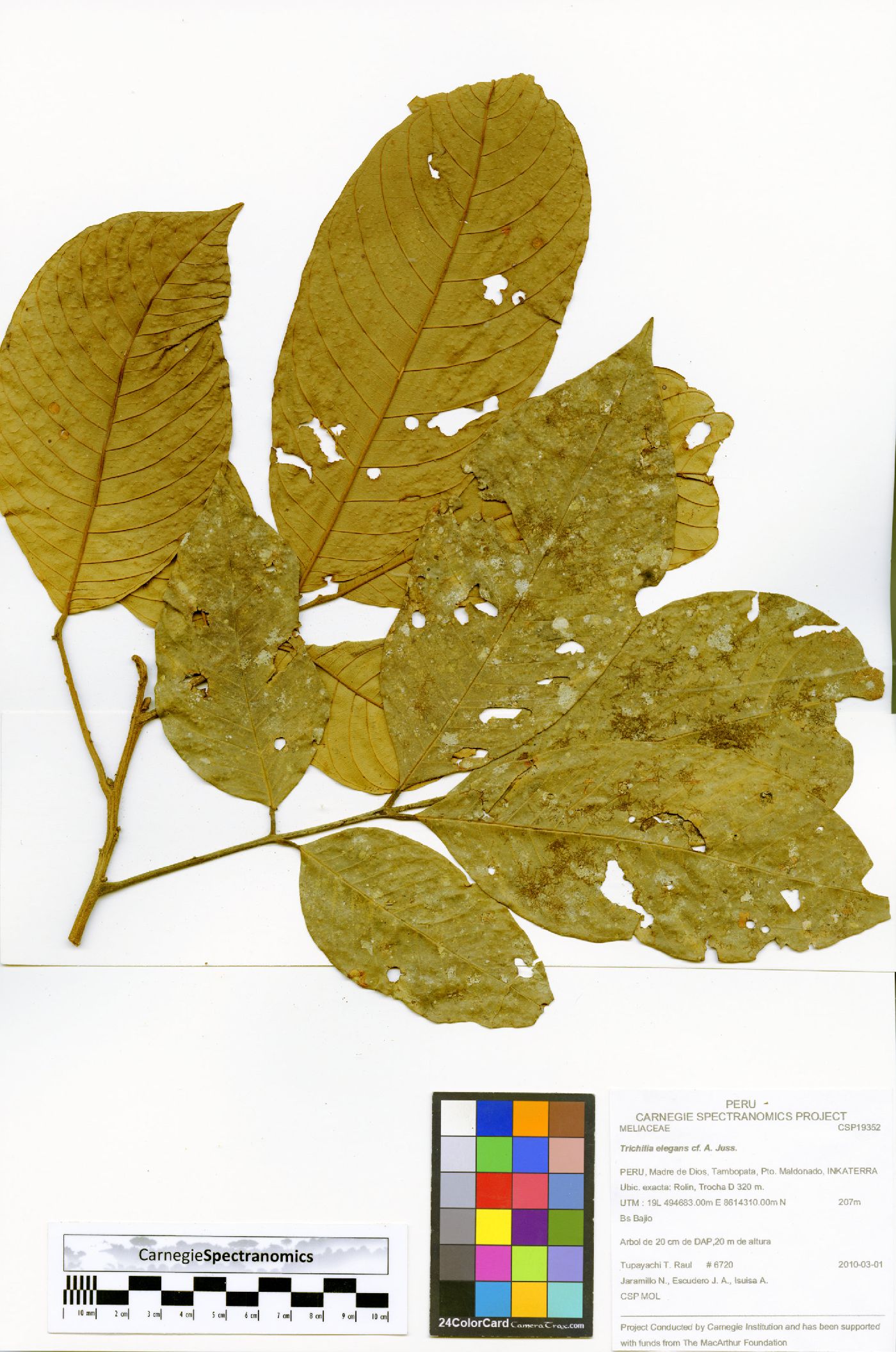 Trichilia elegans image