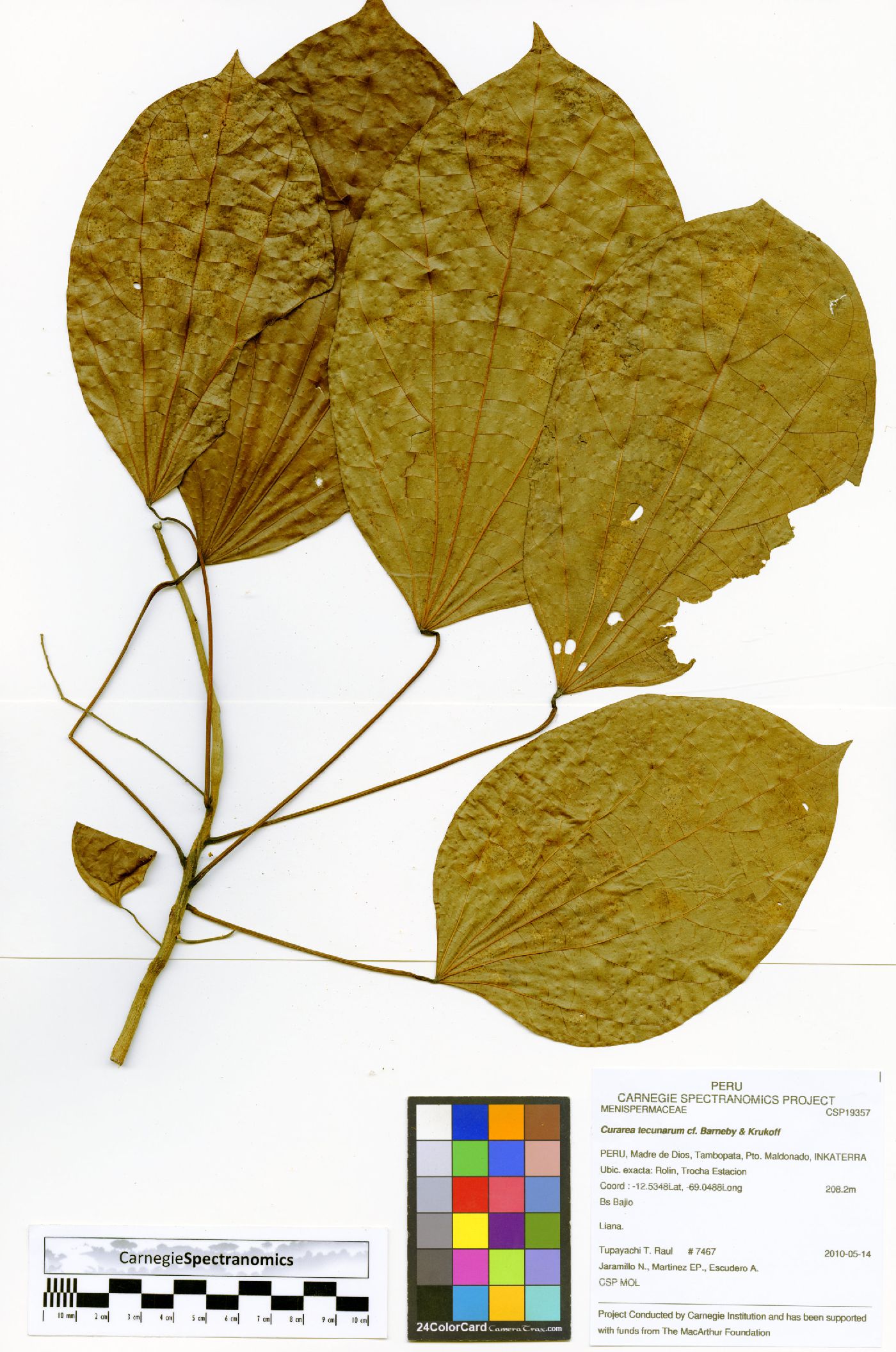 Curarea tecunarum image
