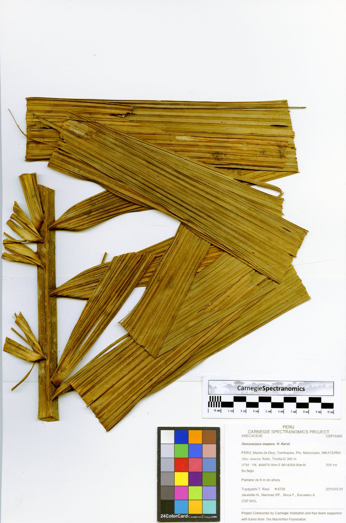Oenocarpus mapora image