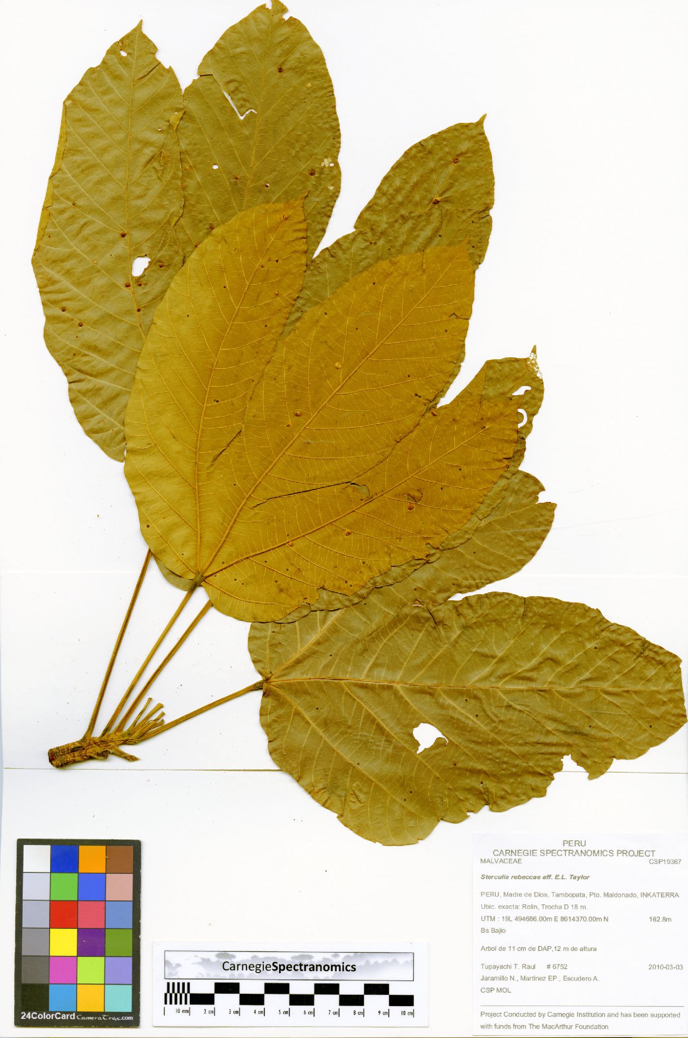 Sterculia rebeccae image