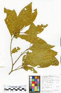 Image of Sloanea latifolia