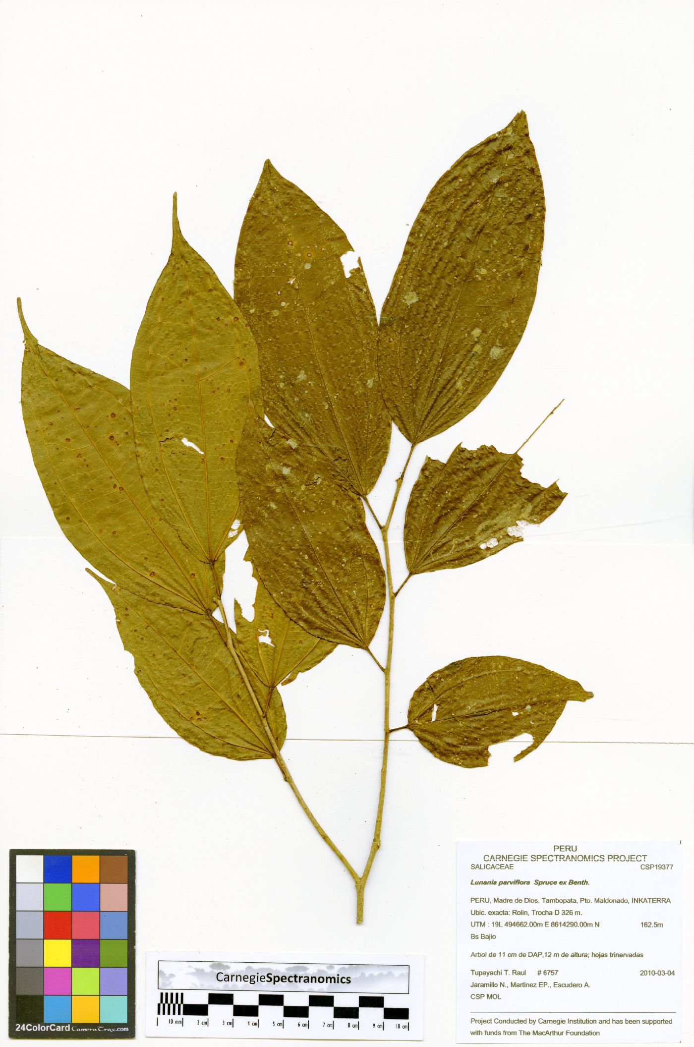 Lunania parviflora image