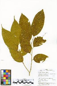 Lunania parviflora image