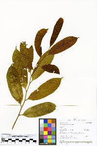 Guatteria hyposericea image