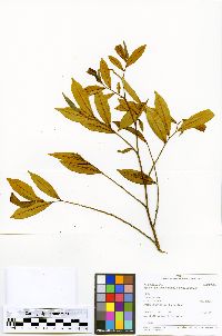 Xylopia ligustrifolia image