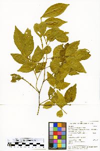 Swartzia arborescens image
