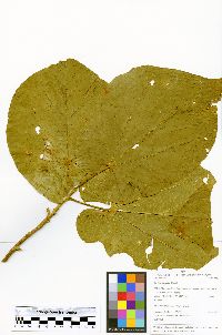 Matisia cordata image