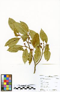 Image of Ficus coerulescens
