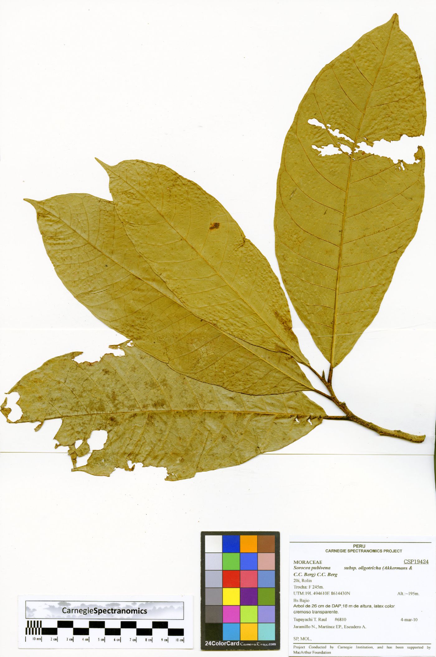 Sorocea pubivena subsp. oligotricha image