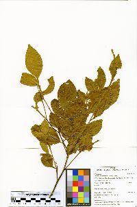 Swartzia arborescens image