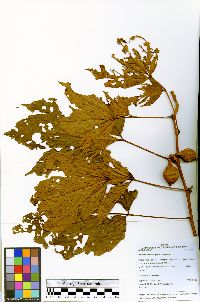 Paullinia obovata image