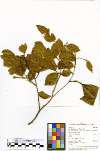 Swartzia arborescens image