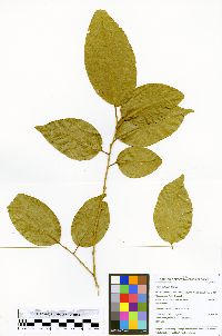 Celtis schippii image