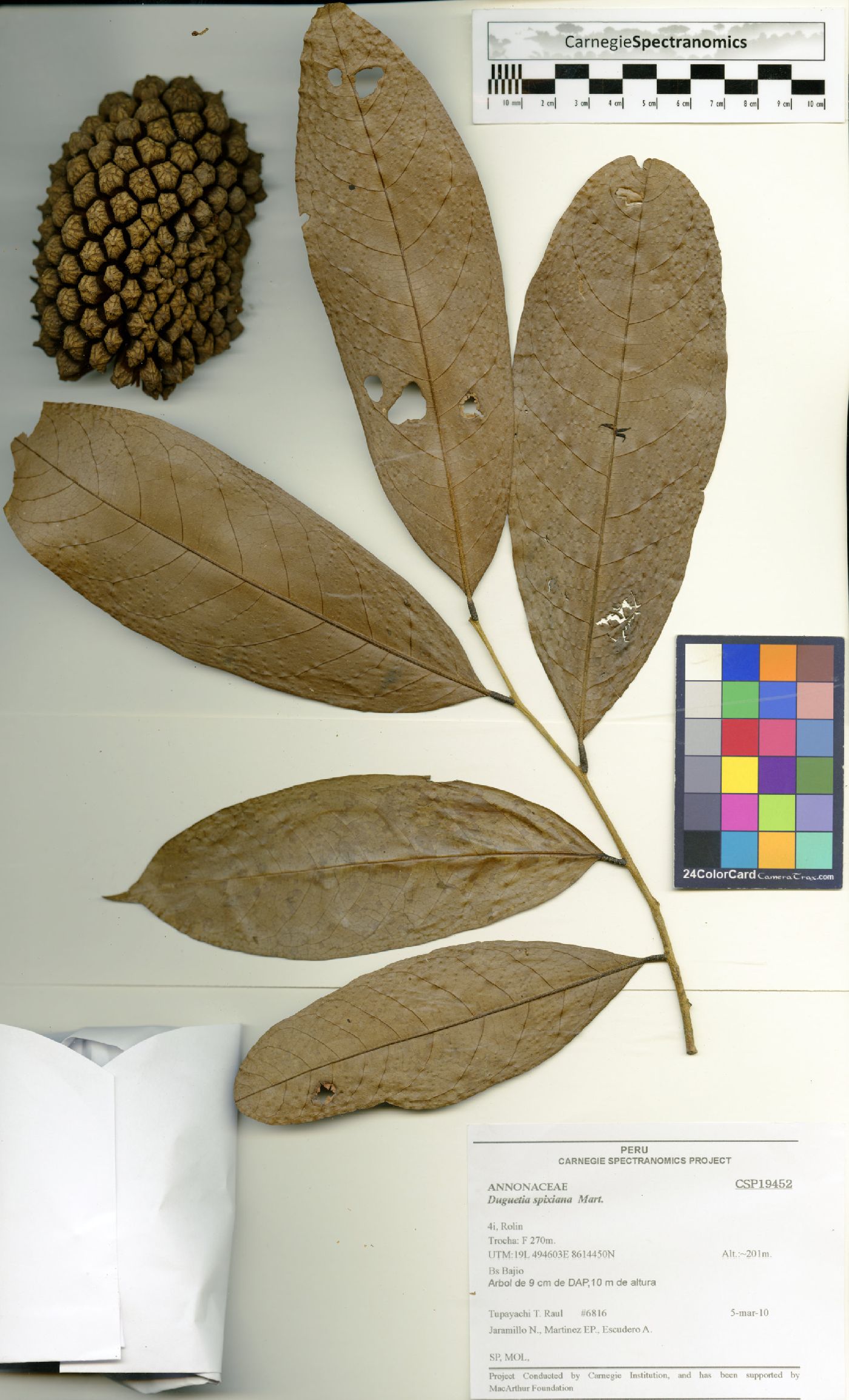 Duguetia spixiana image