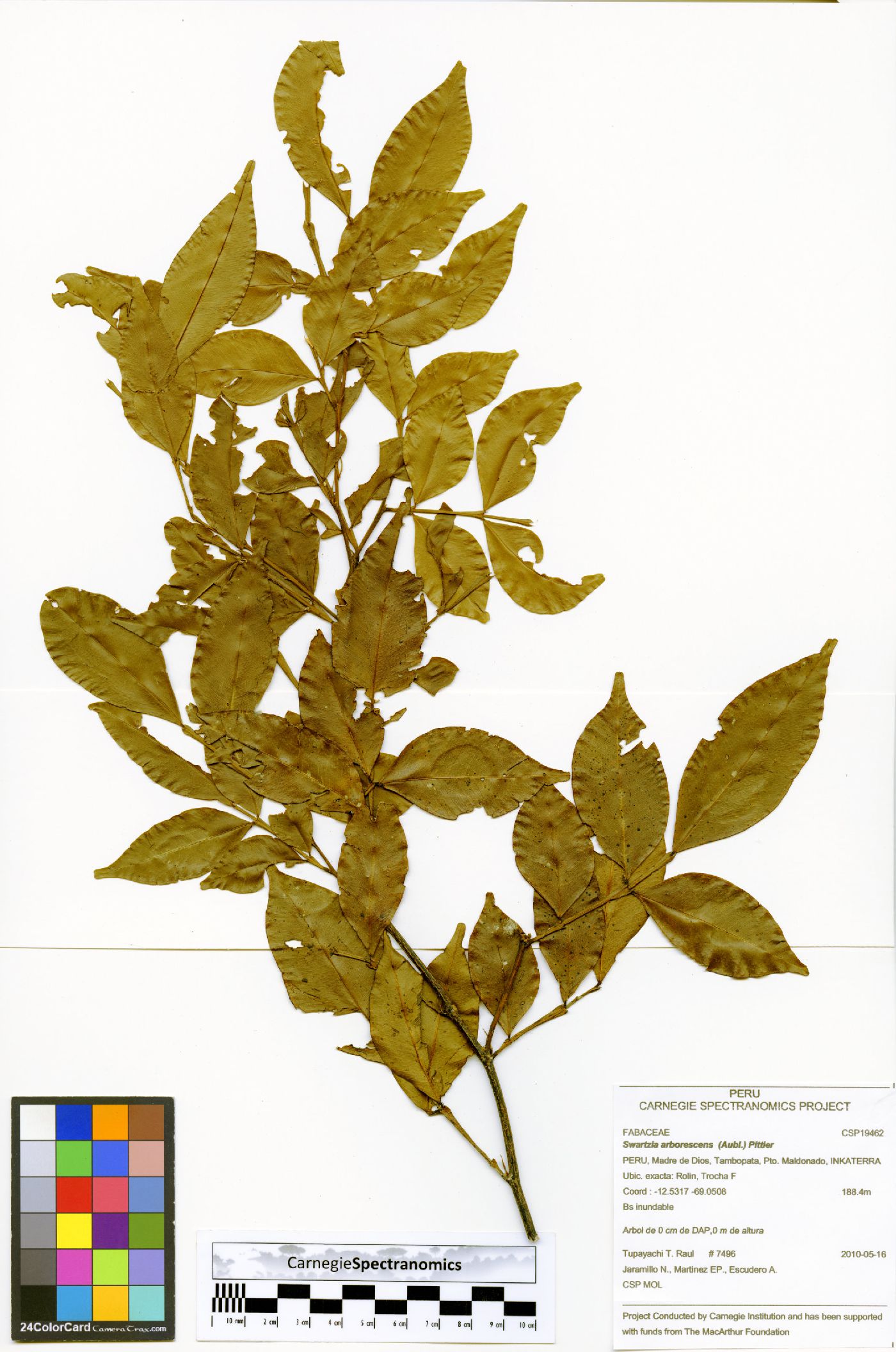 Swartzia arborescens image
