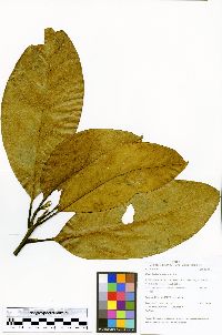 Endlicheria formosa image