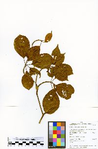 Terminalia oxycarpa image