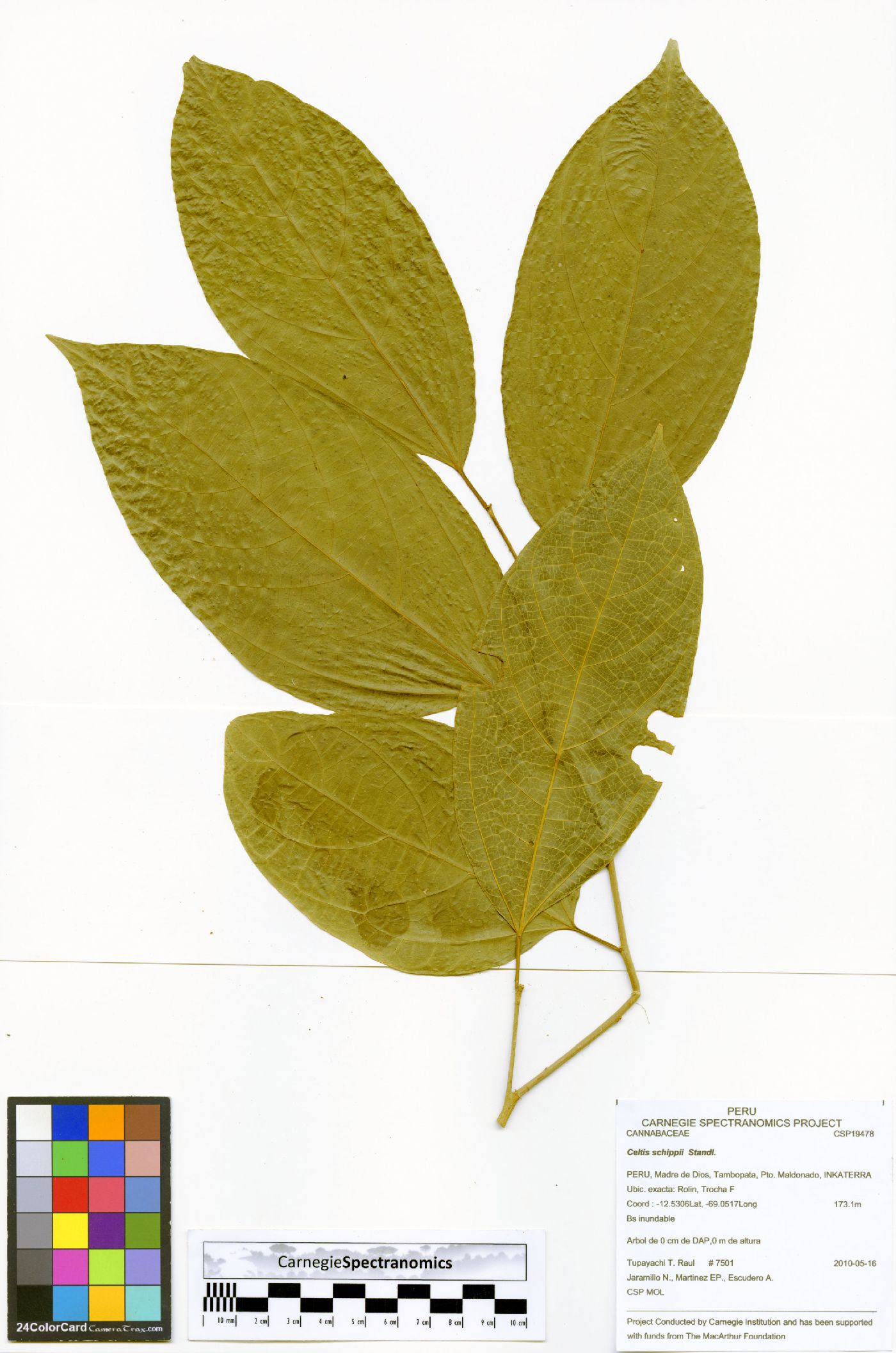 Celtis schippii image