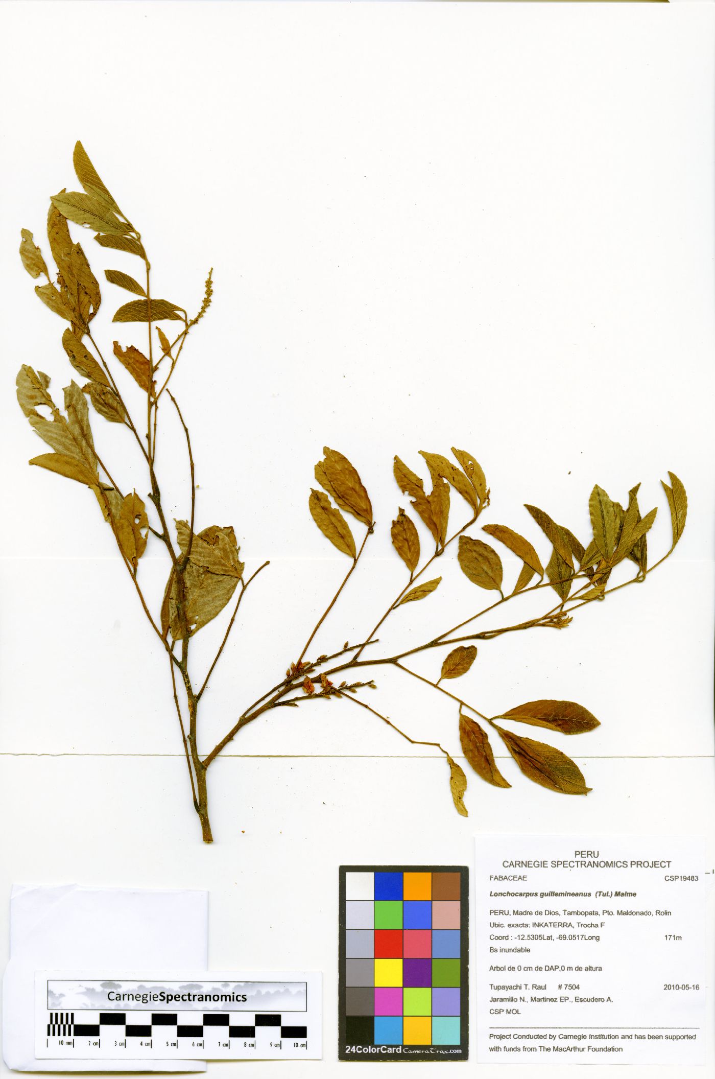 Lonchocarpus guillemineanus image