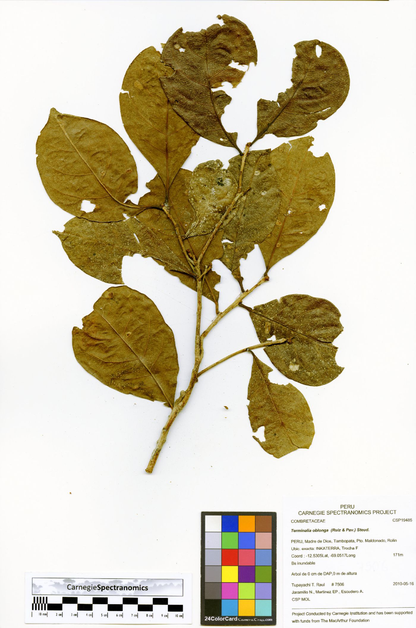Terminalia oblonga image