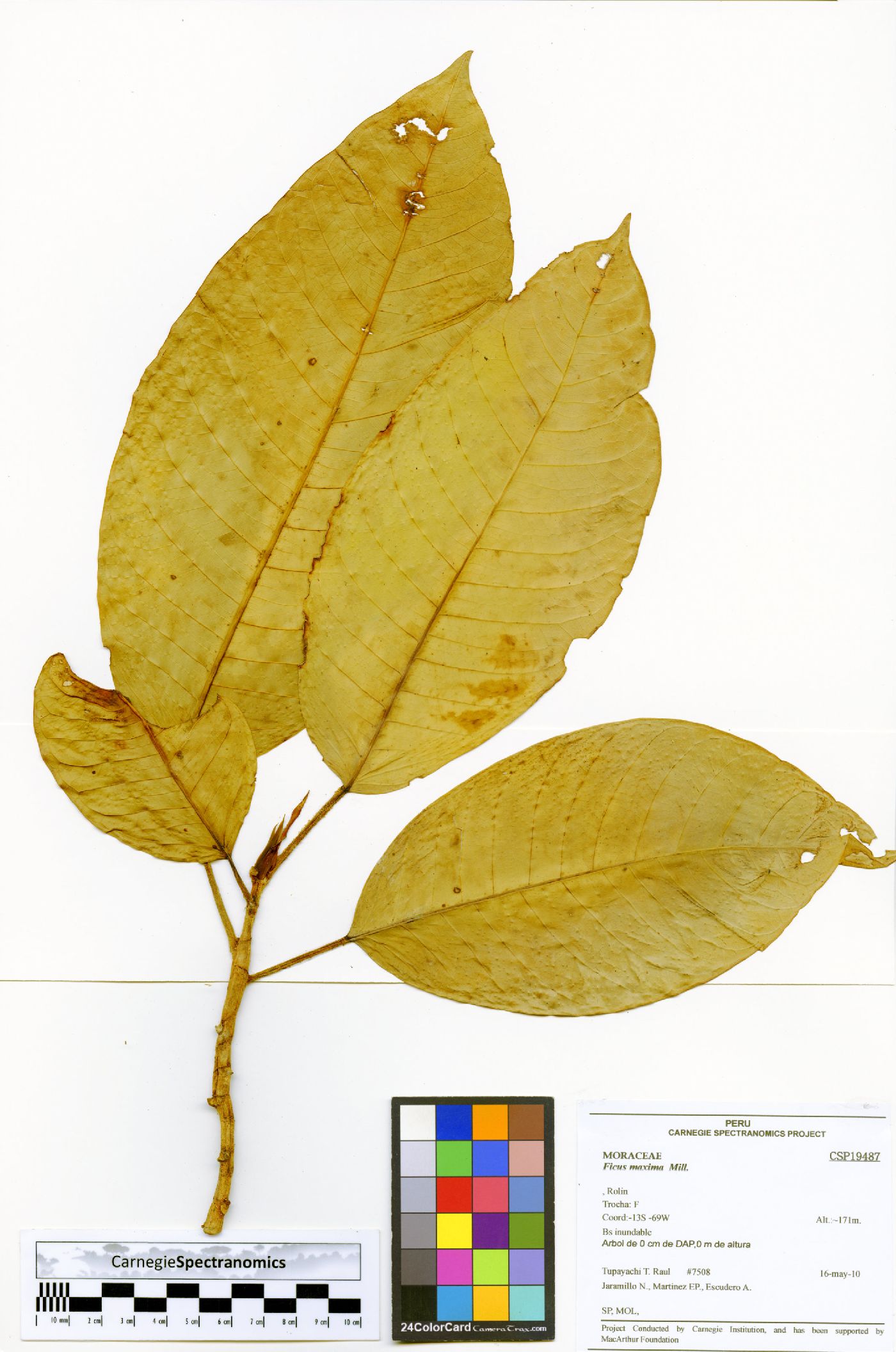 Ficus maxima image