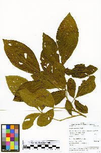 Image of Allophylus divaricatus