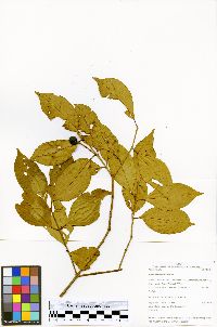 Eugenia coffeifolia image