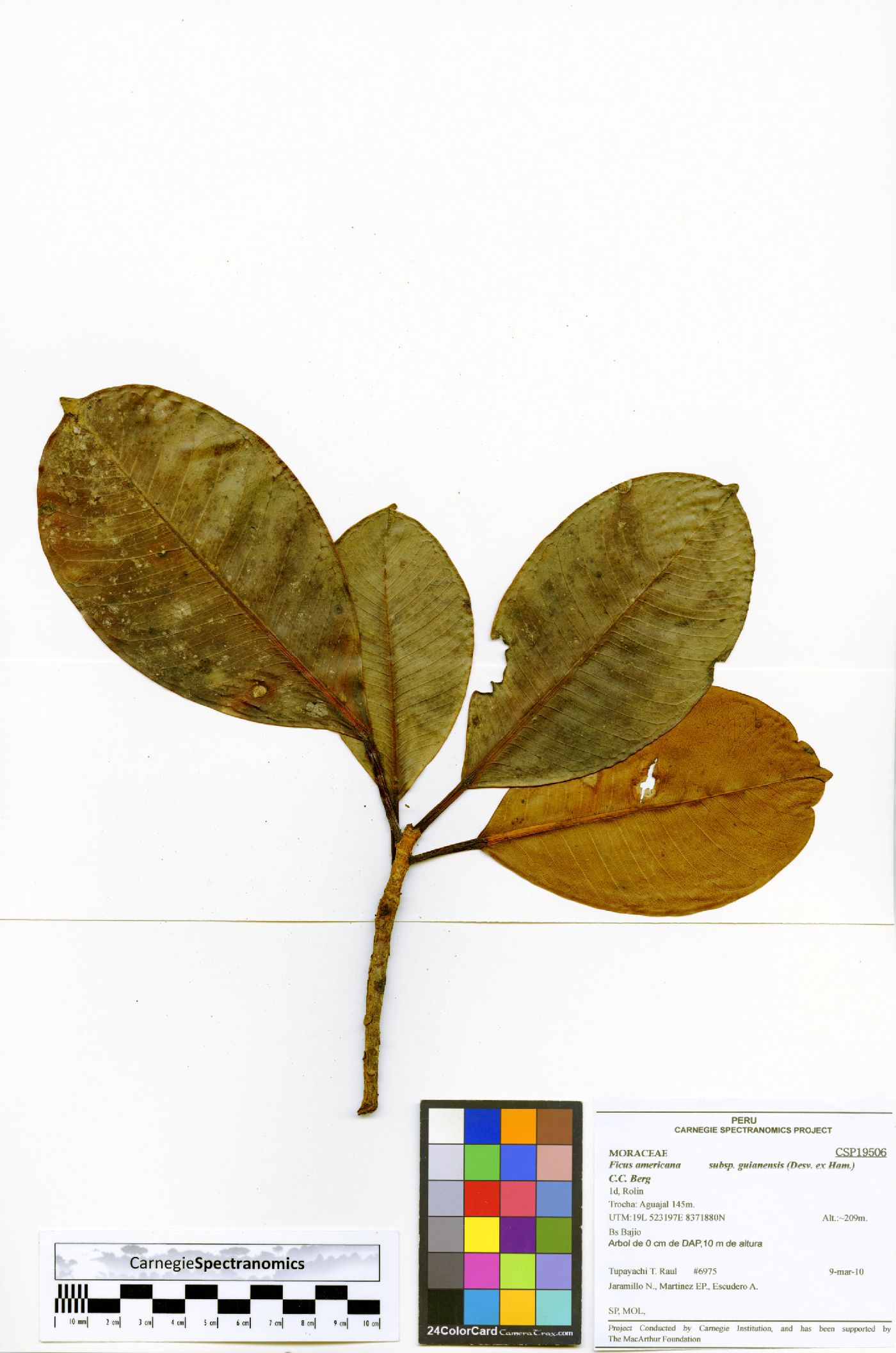 Ficus americana subsp. guianensis image