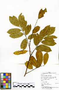 Image of Machaerium leiophyllum