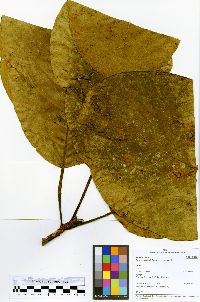 Ficus schultesii image
